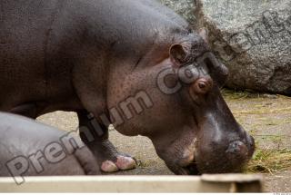 Hippo 0021